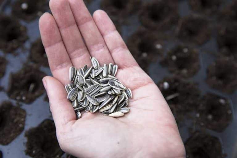 Soaking Sunflower Seeds Before Planting (Explained) Farmer Grows