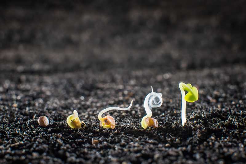 Trigger Germination