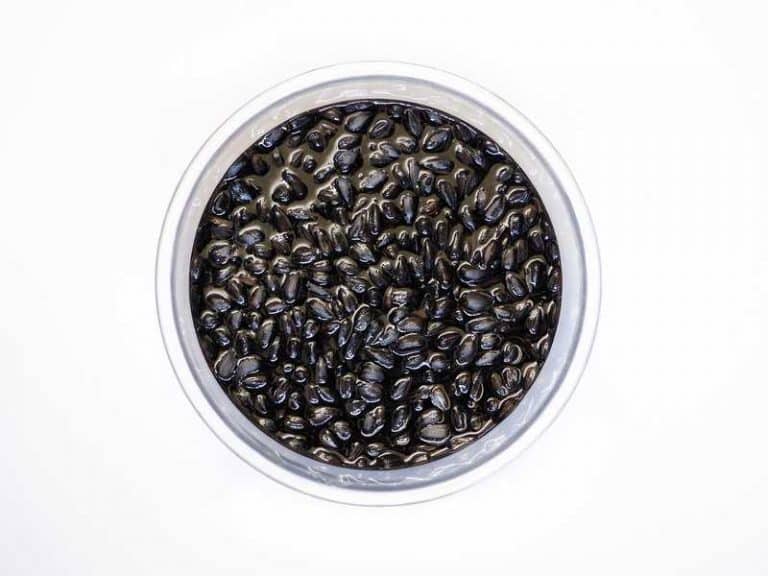 Soaking Sunflower Seeds Before Planting (Explained) Farmer Grows