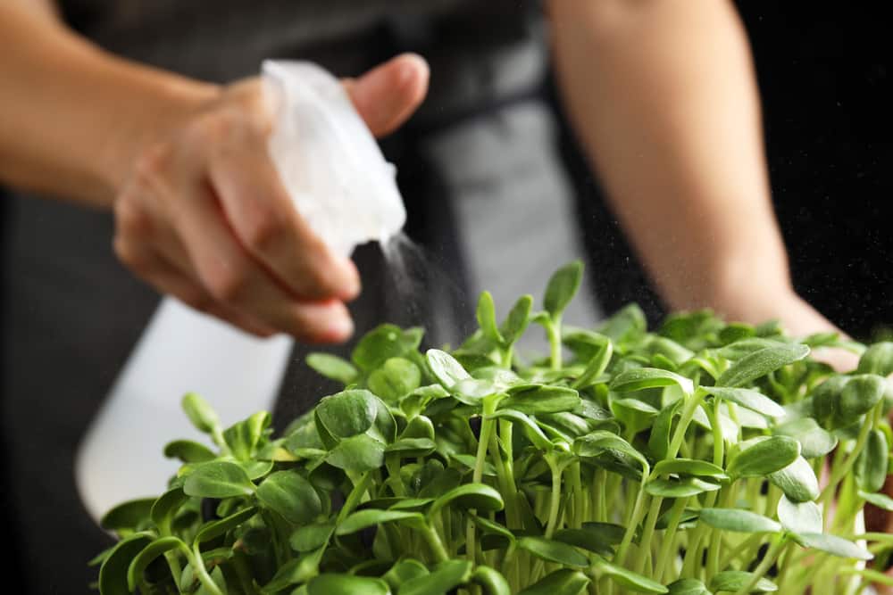 bottom watering microgreens