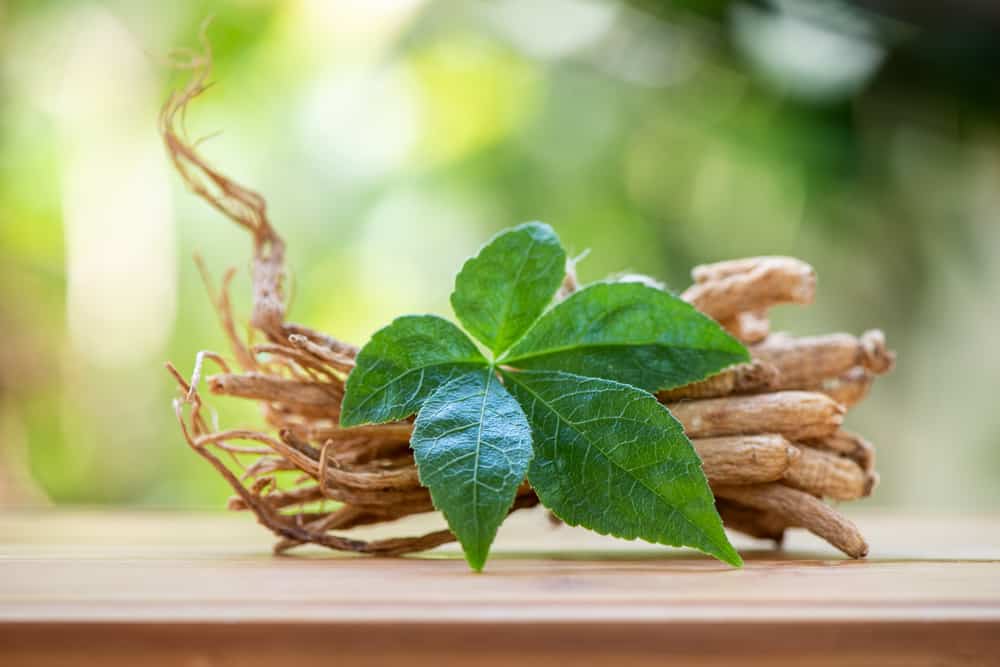 does ginseng grow in florida