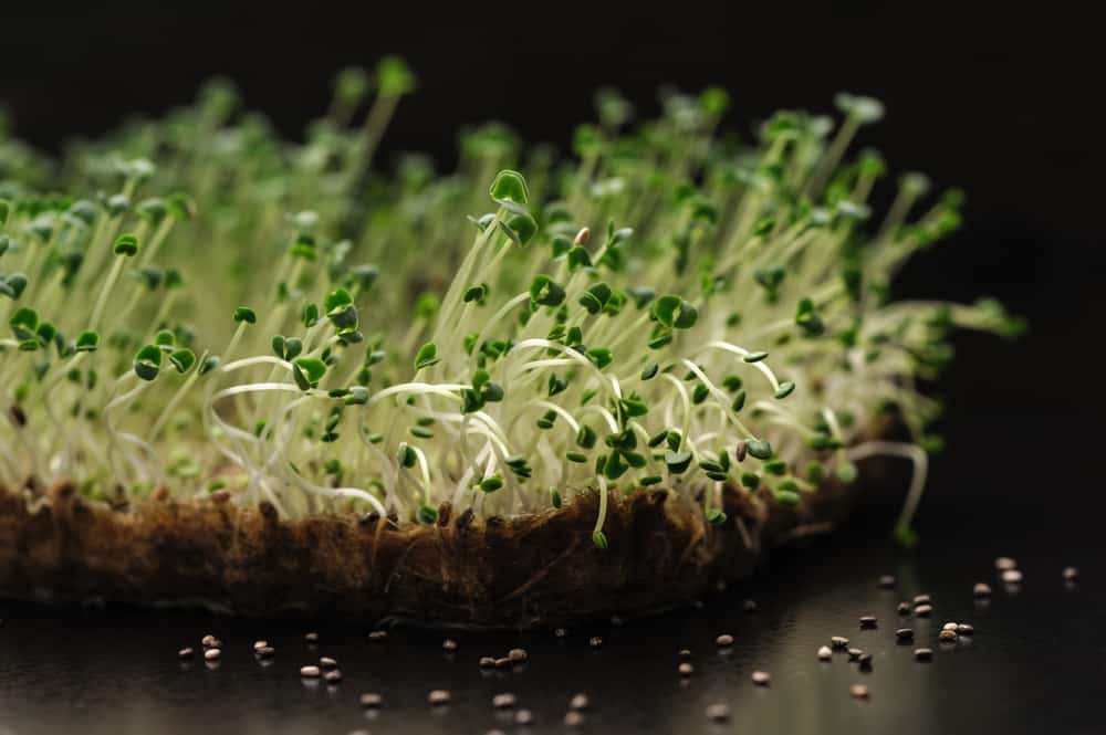 growing microgreens in the dark