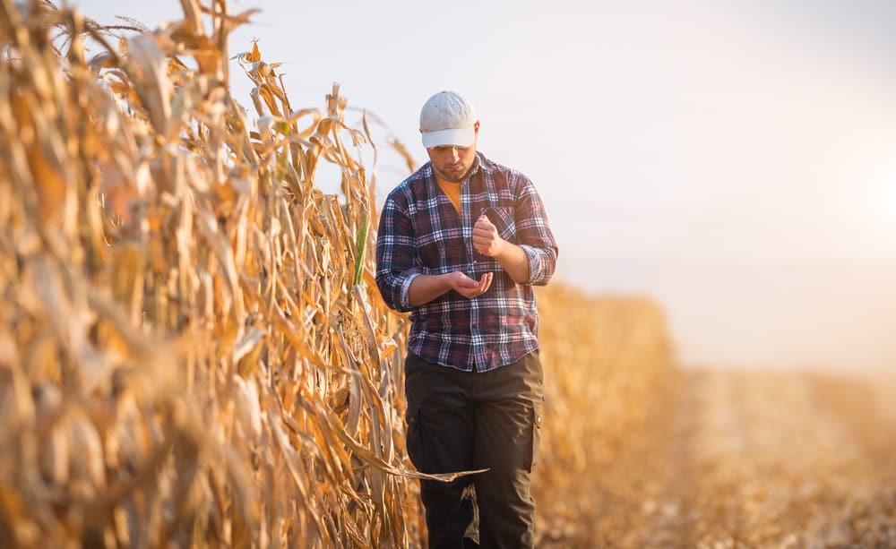 how-much-do-farmers-make-explained-farmer-grows