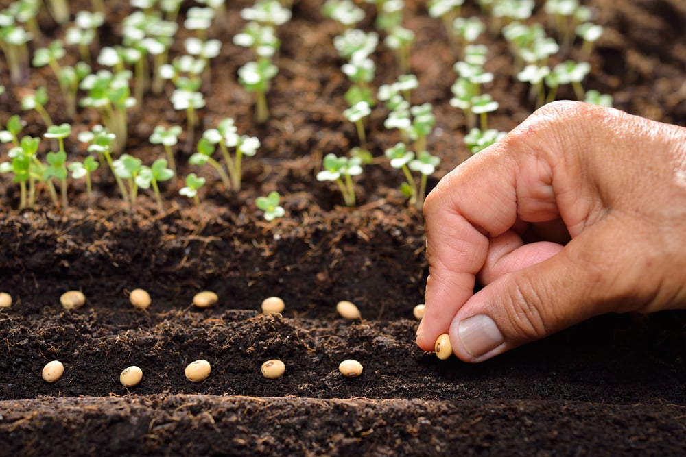 microgreen seeds vs regular seeds