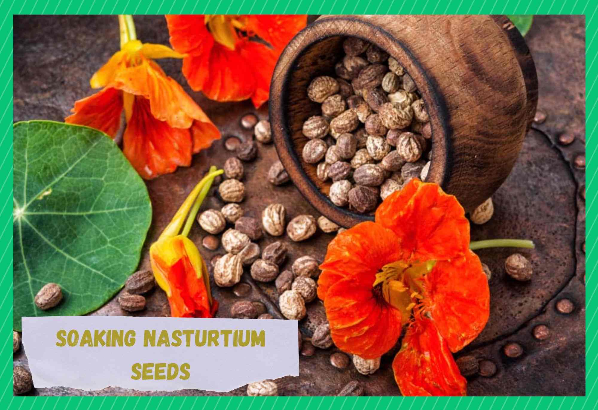 soaking nasturtium seeds