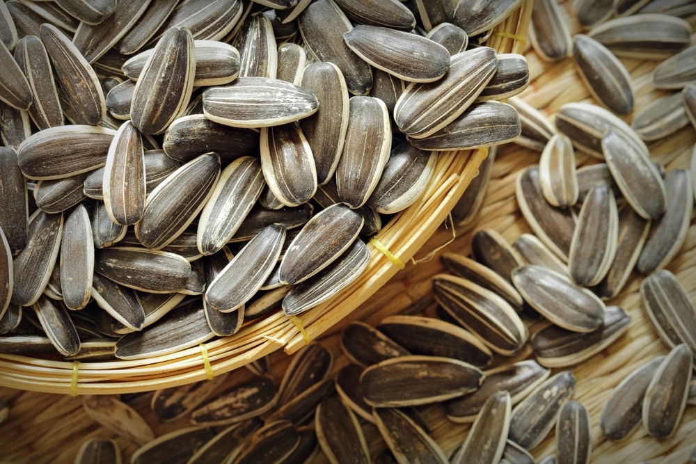 Soaking Sunflower Seeds Before Planting (Explained