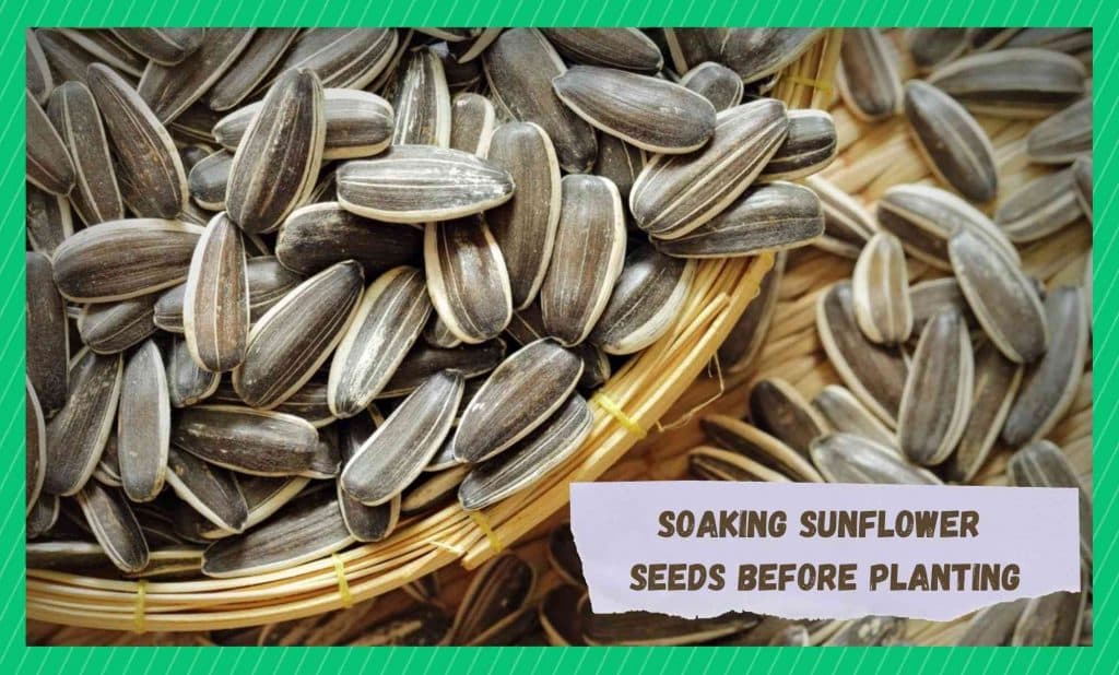 Soaking Sunflower Seeds Before Planting (Explained) Farmer Grows