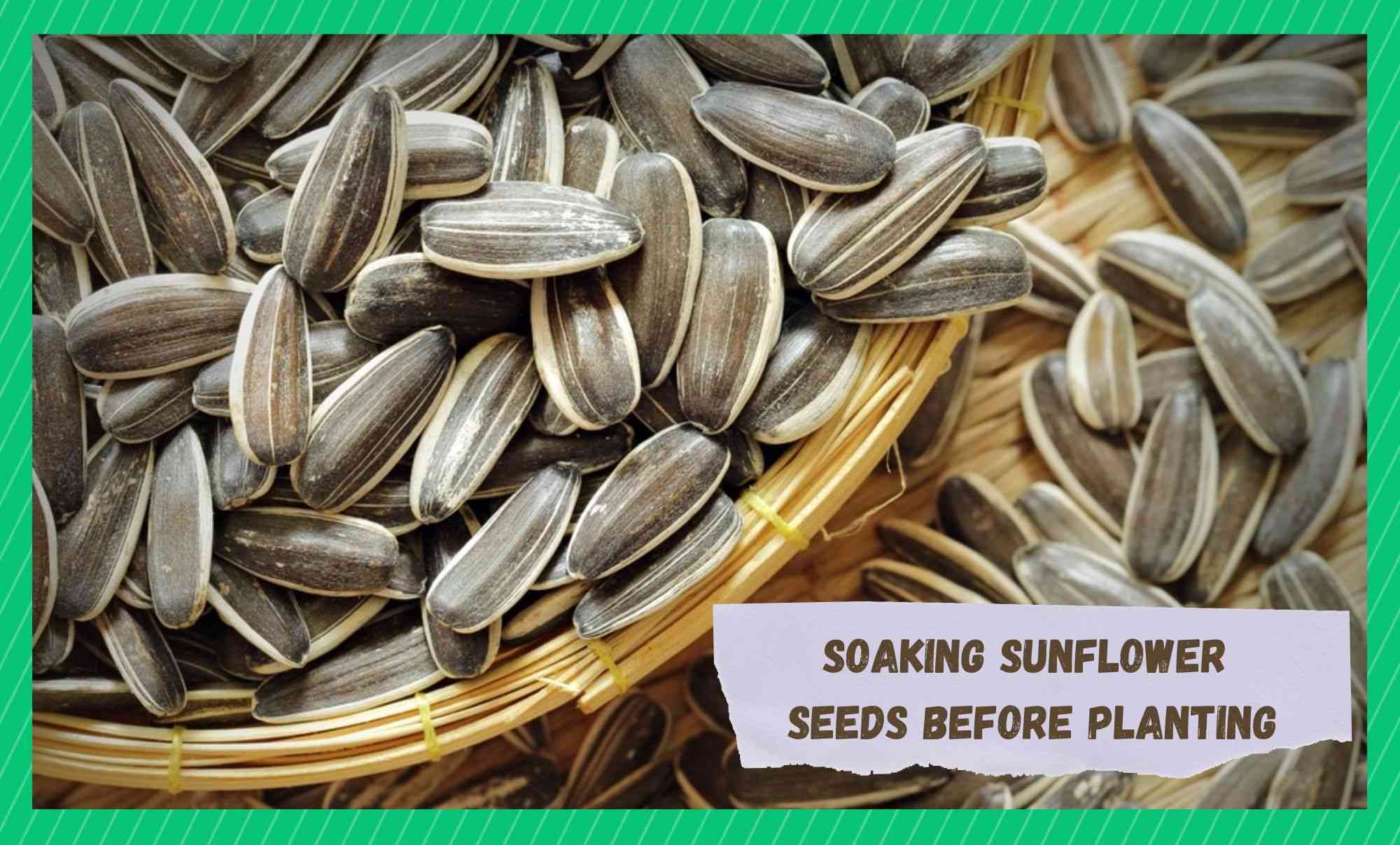 soaking sunflower seeds before planting