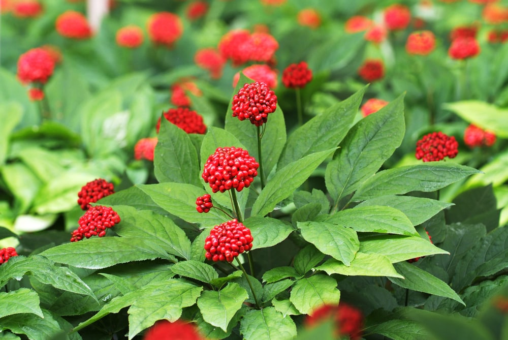 what does ginseng look like in june