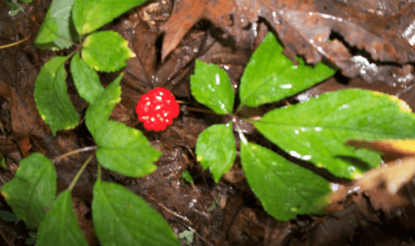 when does ginseng lose its berries