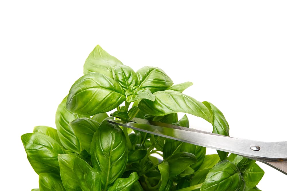 when to prune basil for the first time