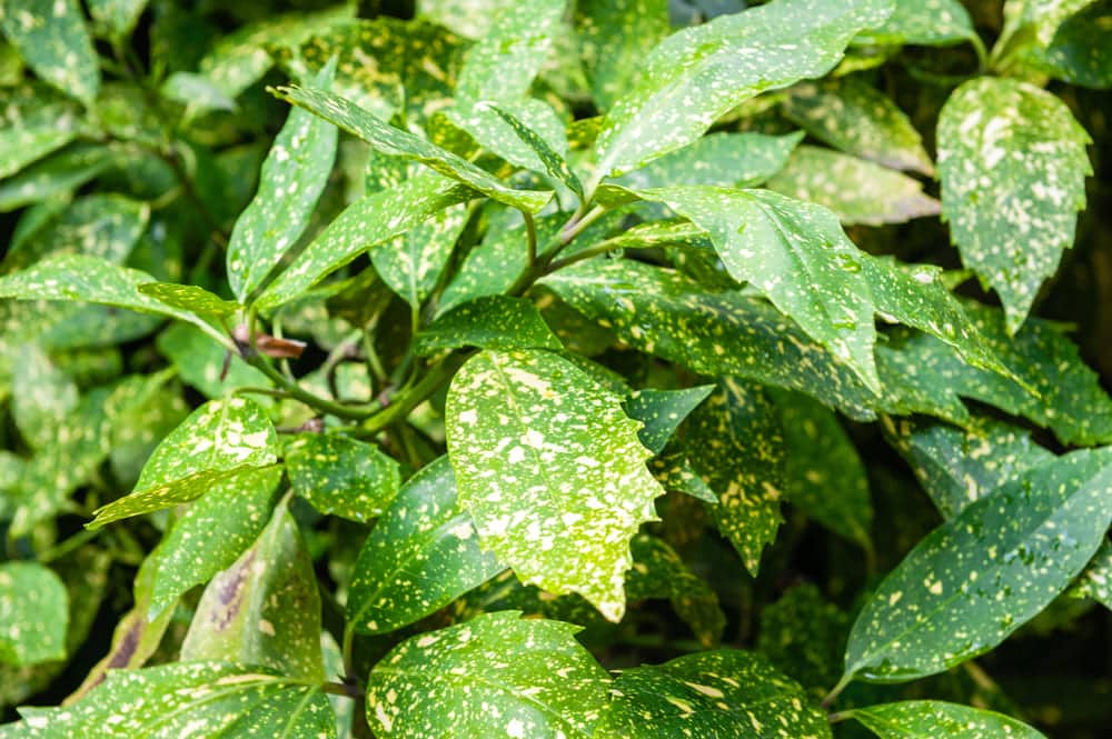 white spots on mint leaves