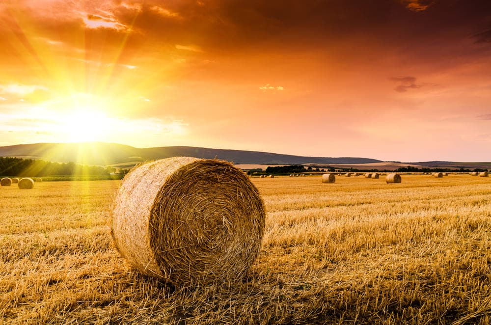 Why Are Hay Bales Left In Fields? (Answered) - Farmer Grows Why Are Hay Bales Left In Fields
