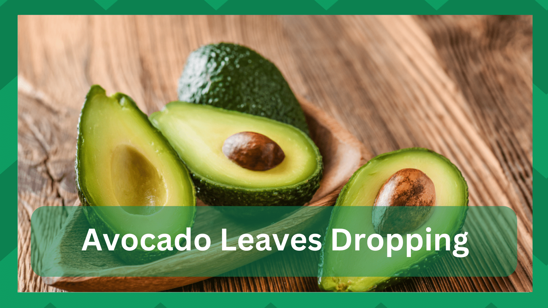 avocado leaves dropping