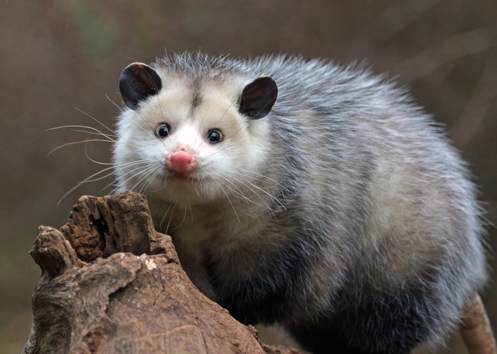 Do Possums Eat rats?