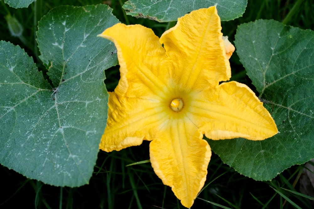 why-are-female-pumpkin-flowers-dying-before-opening-farmer-grows