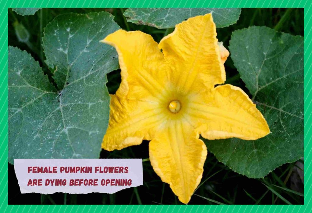 Why Are Female Pumpkin Flowers Dying Before Opening? Farmer Grows