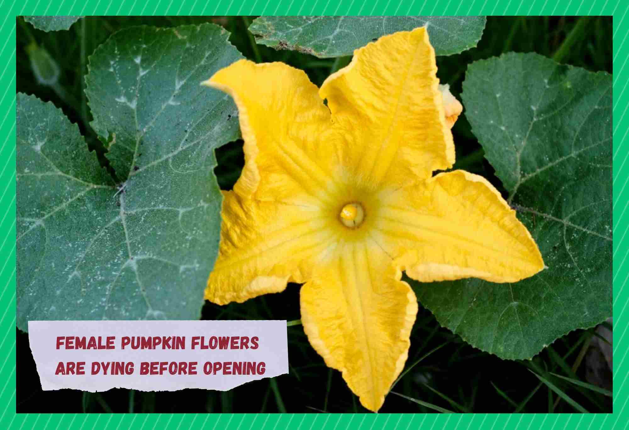 female pumpkin flowers dying before opening