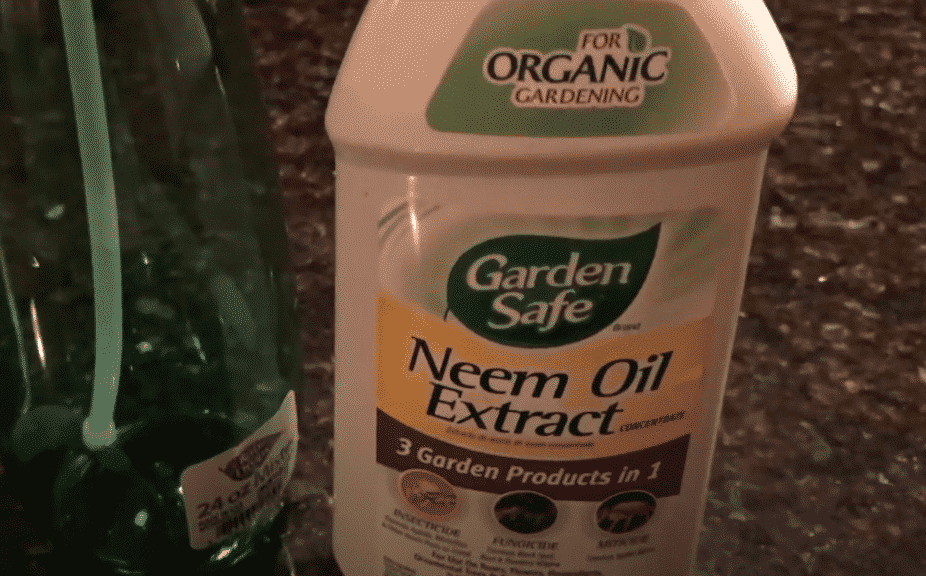 garden safe neem oil extract review