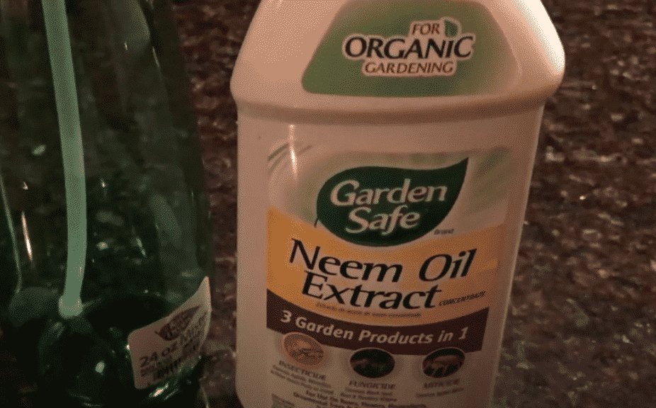 Neem Oil Is It Safe