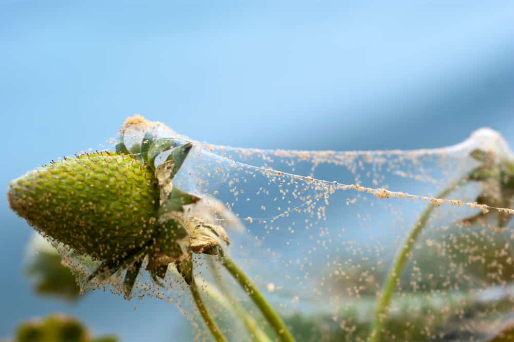 spider mites in soil