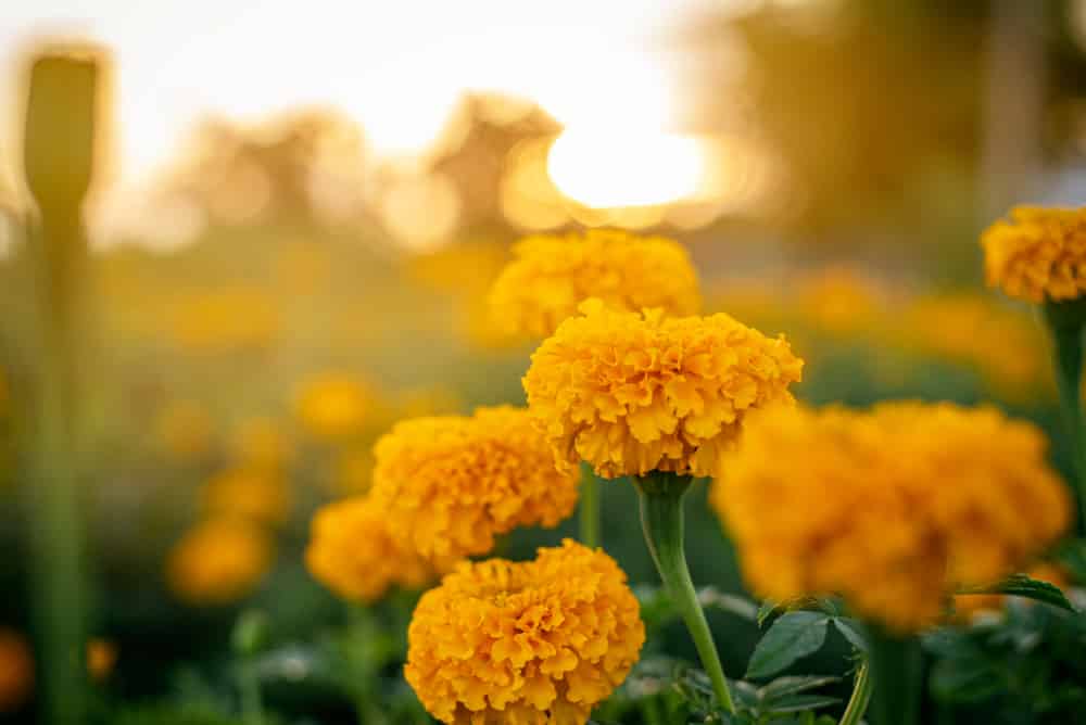 what is eating my marigolds