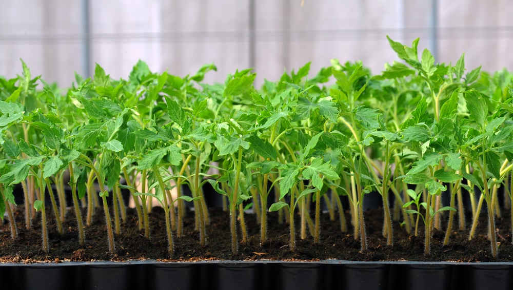 24 hour light for tomato seedlings
