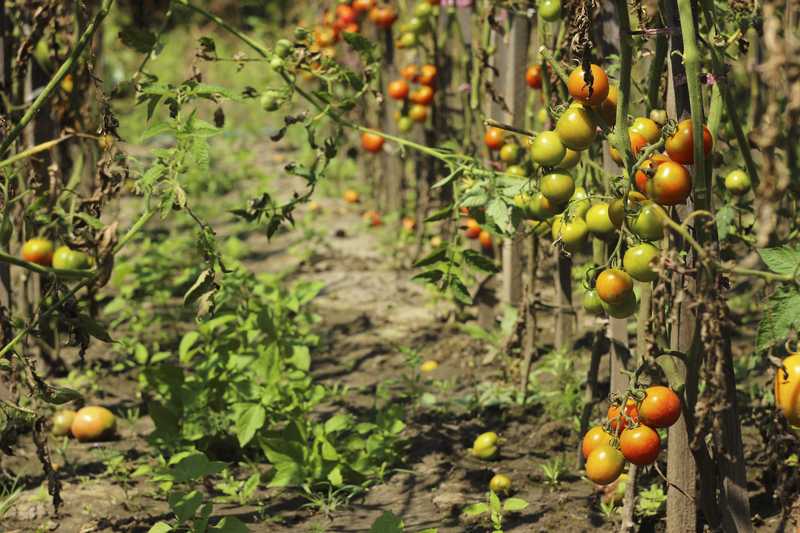 Early Blight On Tomatoes