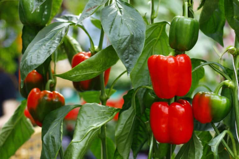 Bell Pepper Plant Leaves Curling Reasons and Solutions Farmer Grows