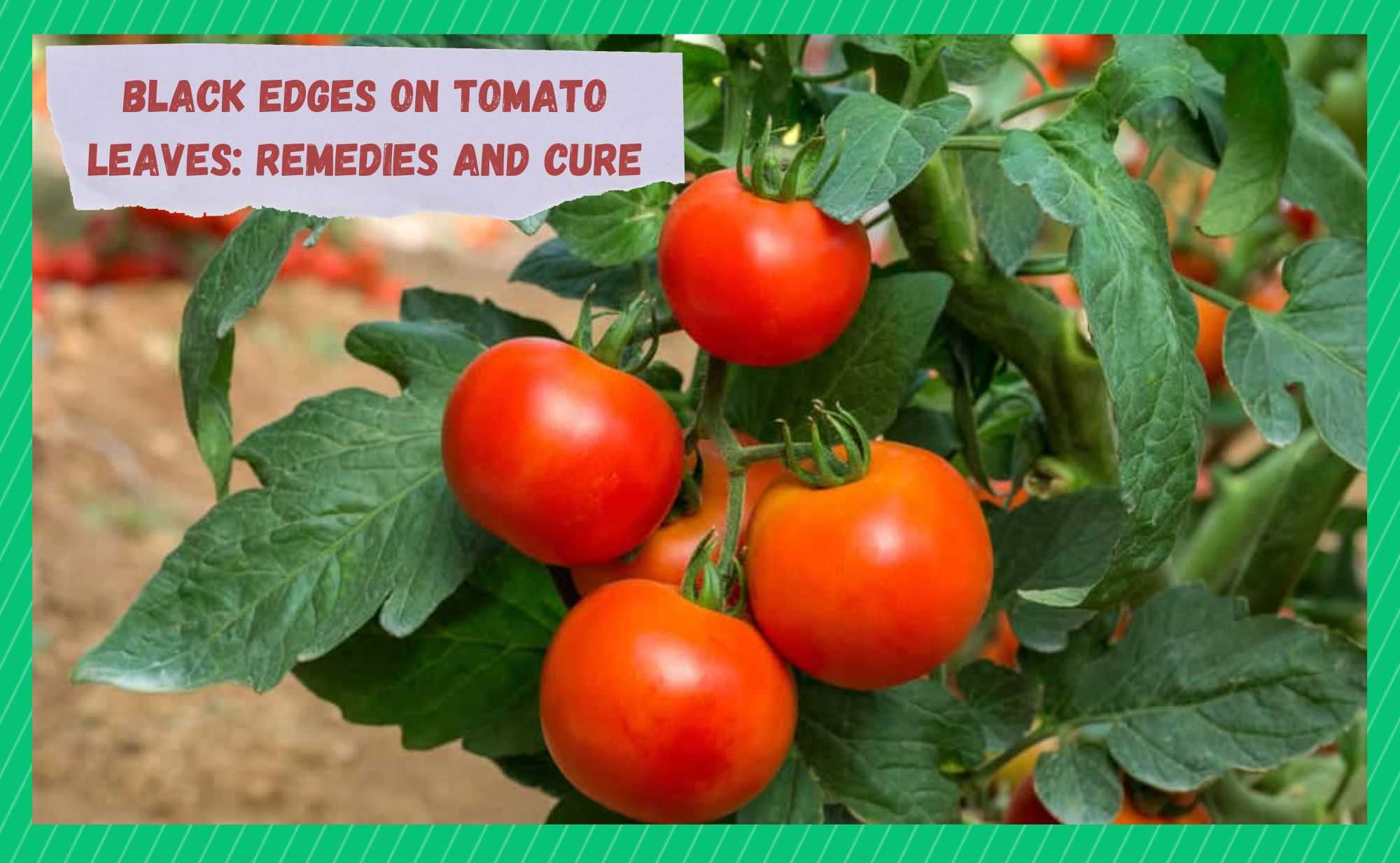 black edges on tomato leaves