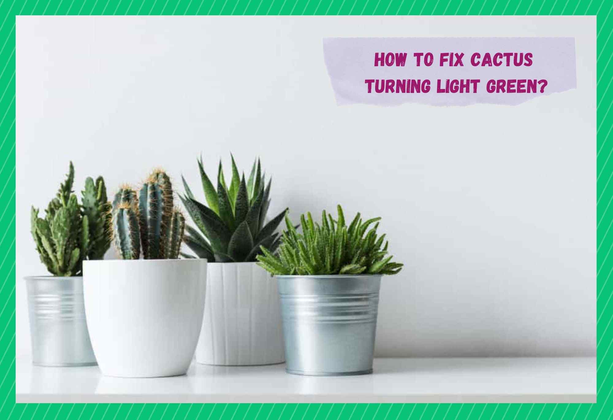 cactus turning light green