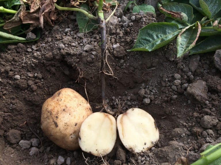 Can You Compost Potatoes? How To Do So Farmer Grows