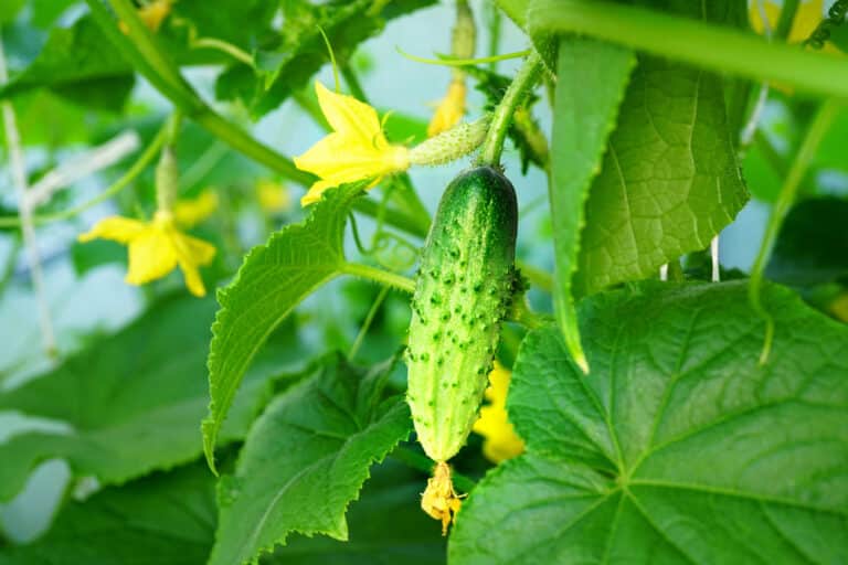 Why Are My Cucumber Leaves Turning Yellow Wilting? Farmer Grows