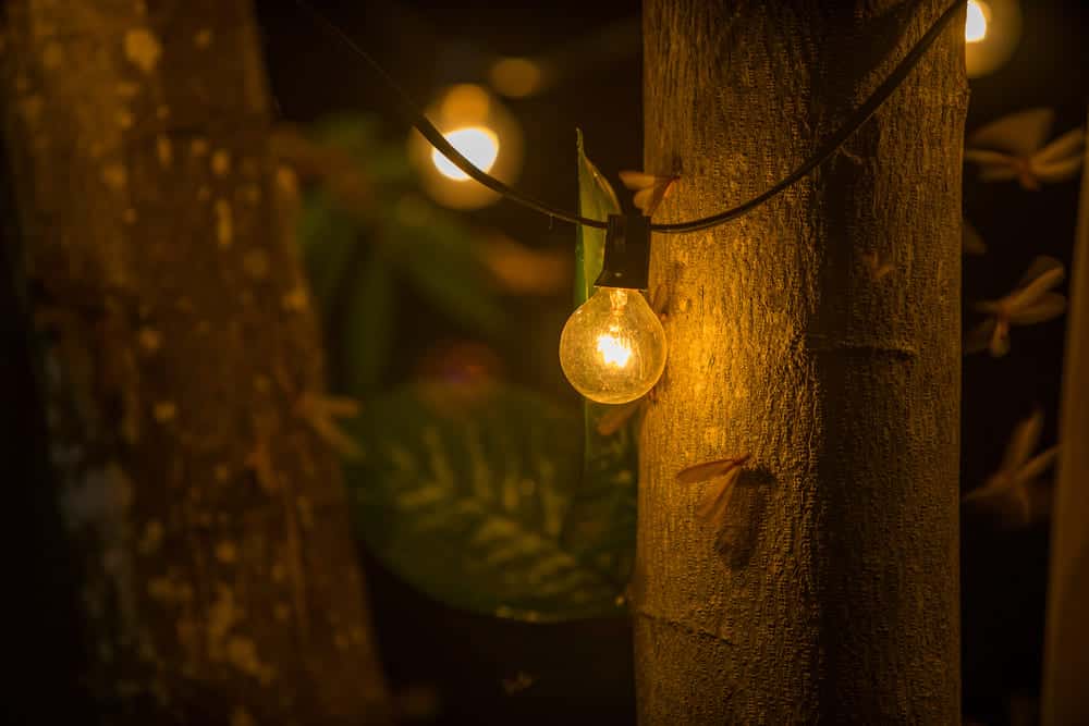 do led bulbs attract bugs