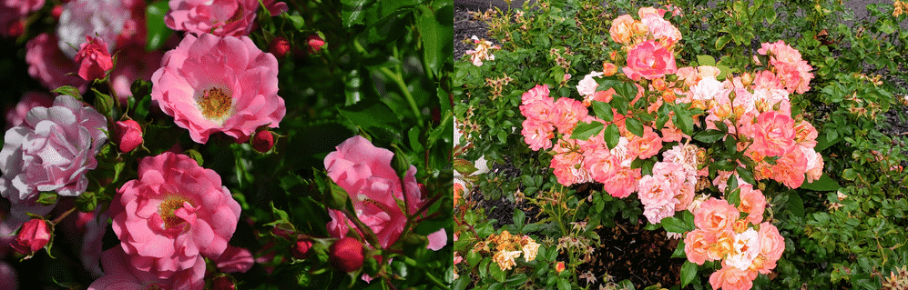 drift roses vs carpet roses