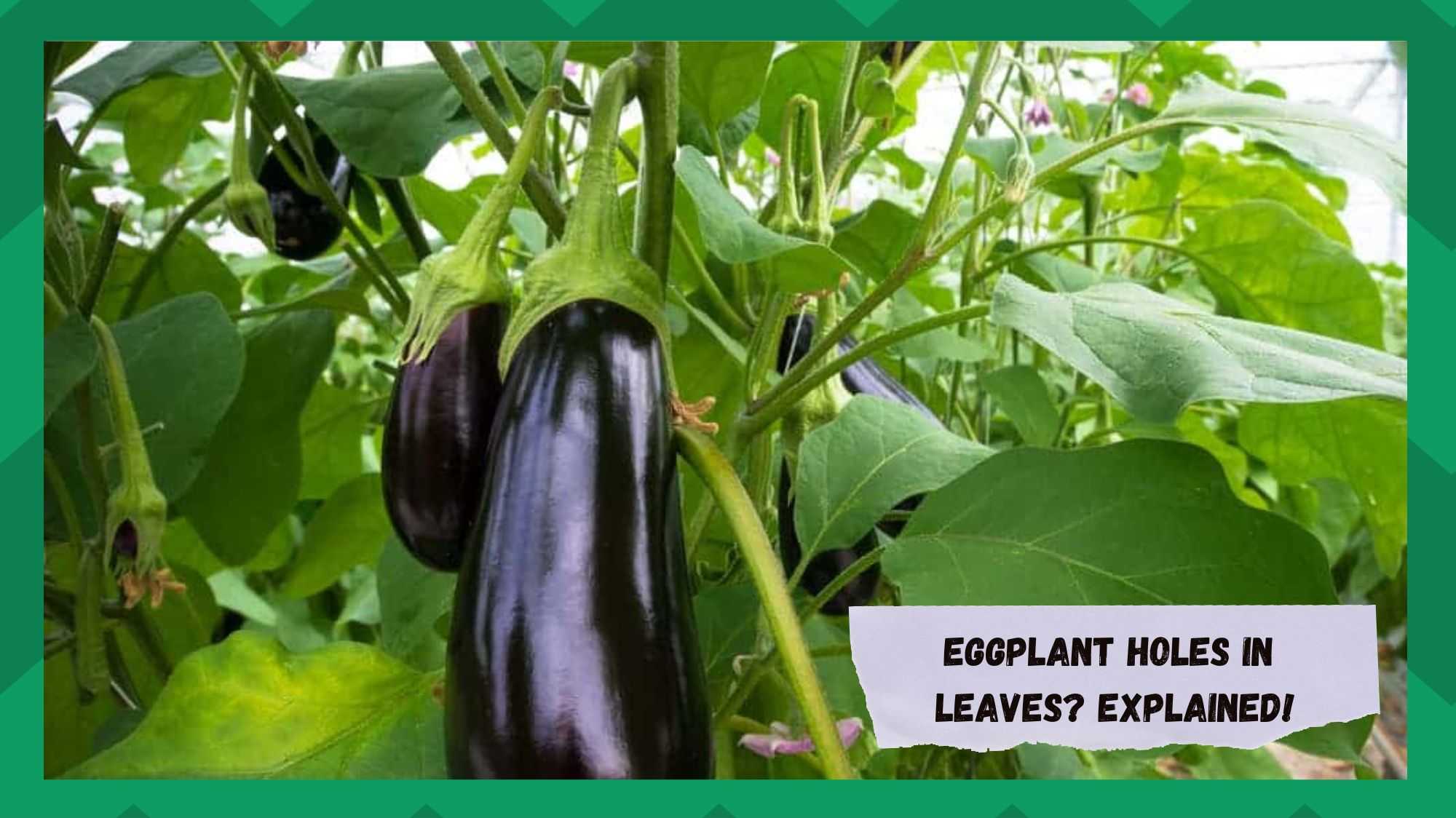eggplant holes in leaves