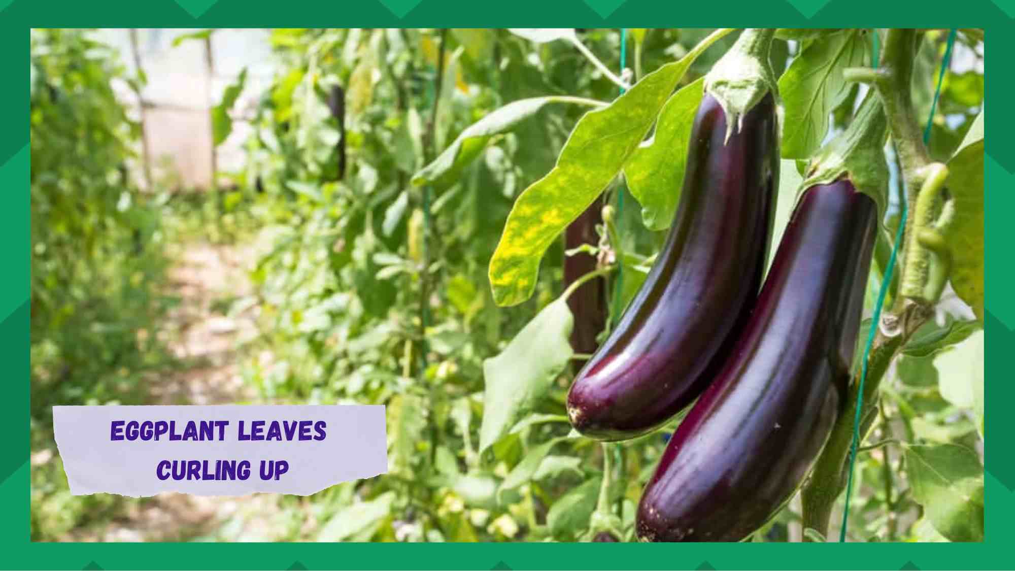 eggplant leaves curling up