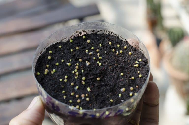 Germinating Cactus Seeds in Paper Towel (Explained) Farmer Grows