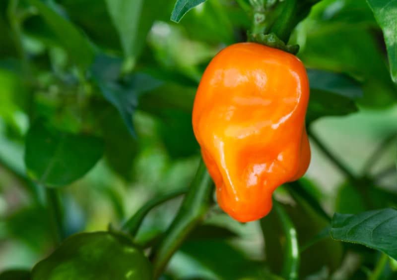 habanero pepper