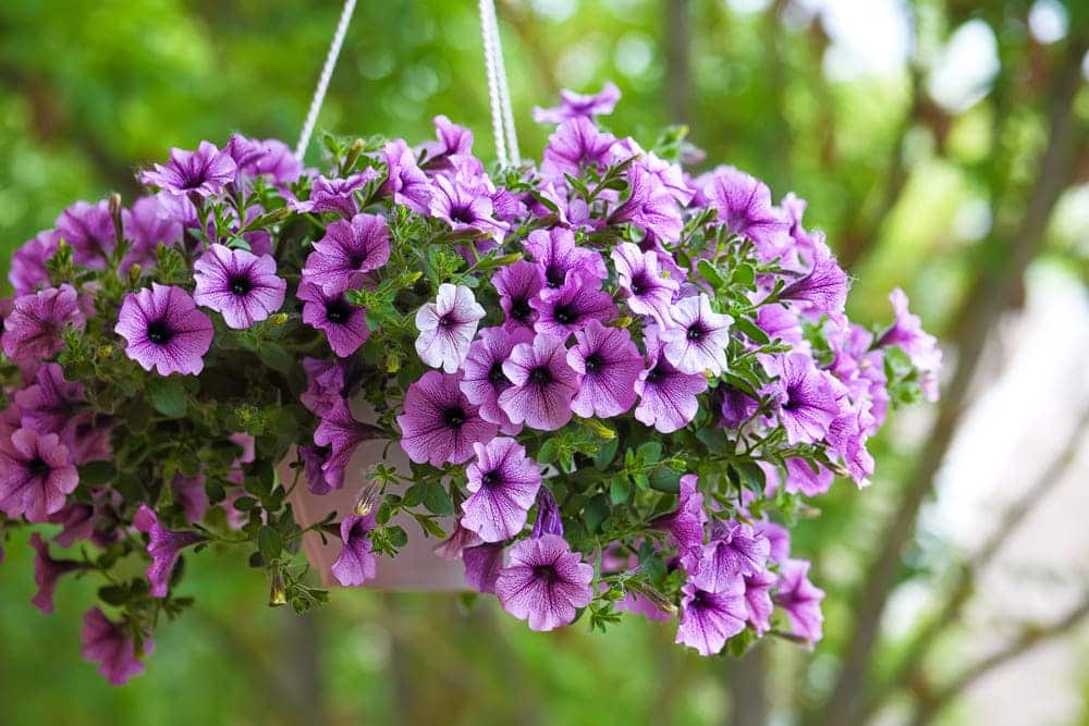 how do you care for petunia hanging baskets