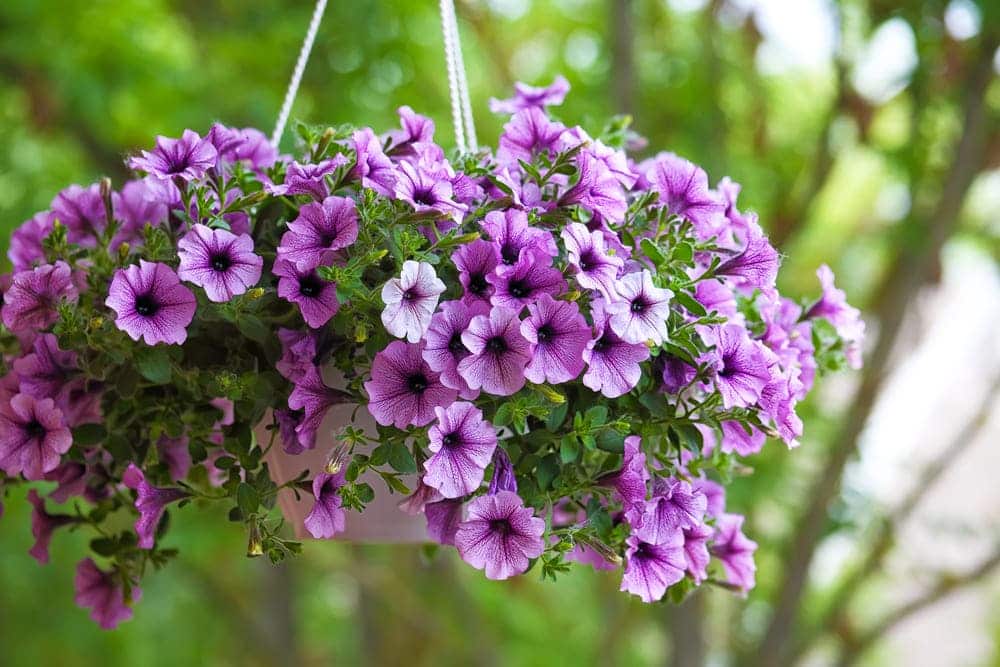 How Do You Care For Petunia Hanging Baskets? Farmer Grows