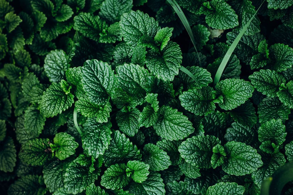 how often to water mint