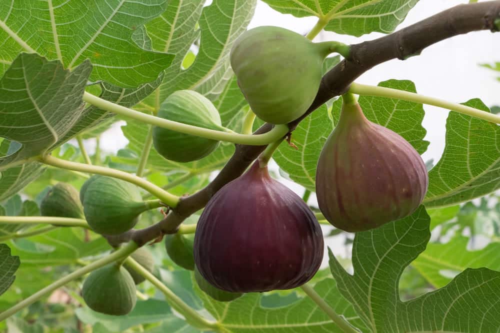 how to eliminate a fig tree