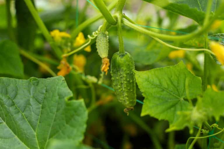 How To Get Rid Of Cucumber Bugs? 5 Ways Farmer Grows