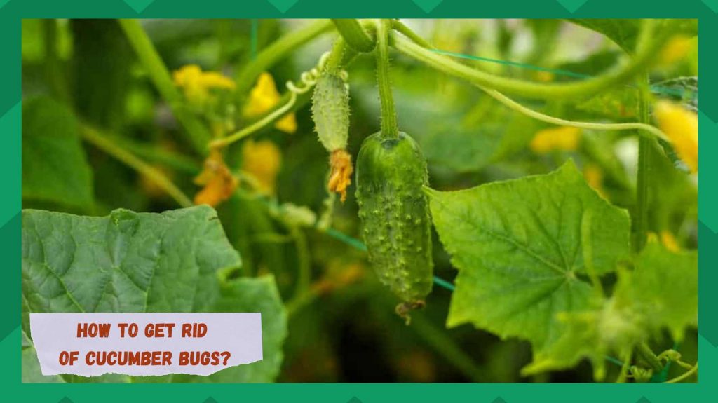 How To Get Rid Of Cucumber Bugs? 13 Ways Farmer Grows