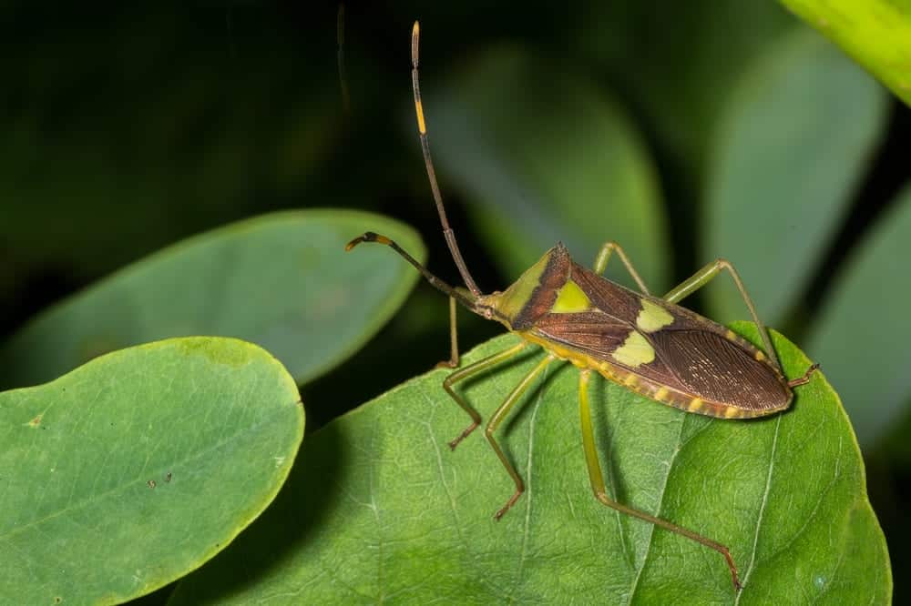 how to get rid of leaf footed bugs