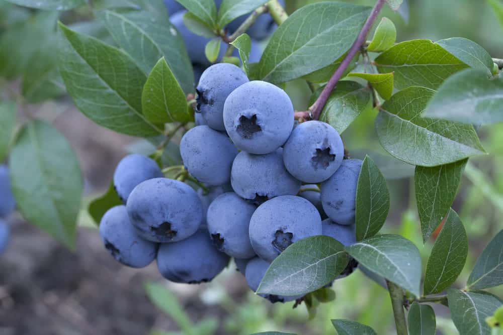 how to grow sweet blueberries