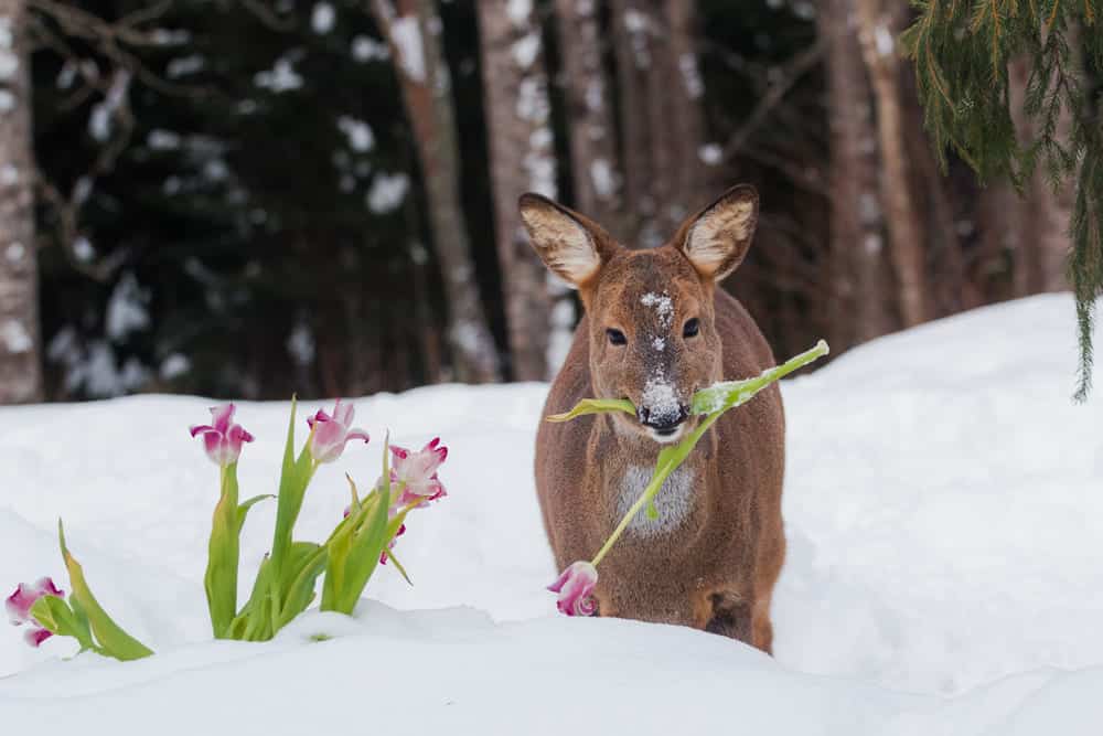 how to keep deer from eating tulips