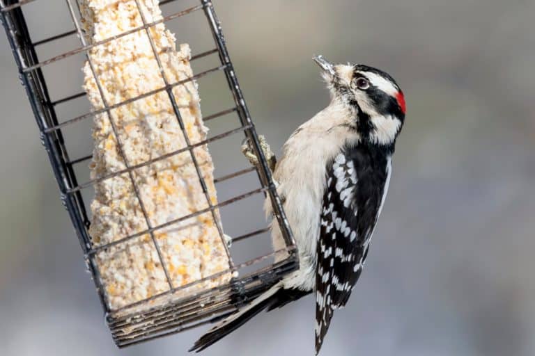 How to Make Suet for Birds in 3 Easy Steps Farmer Grows