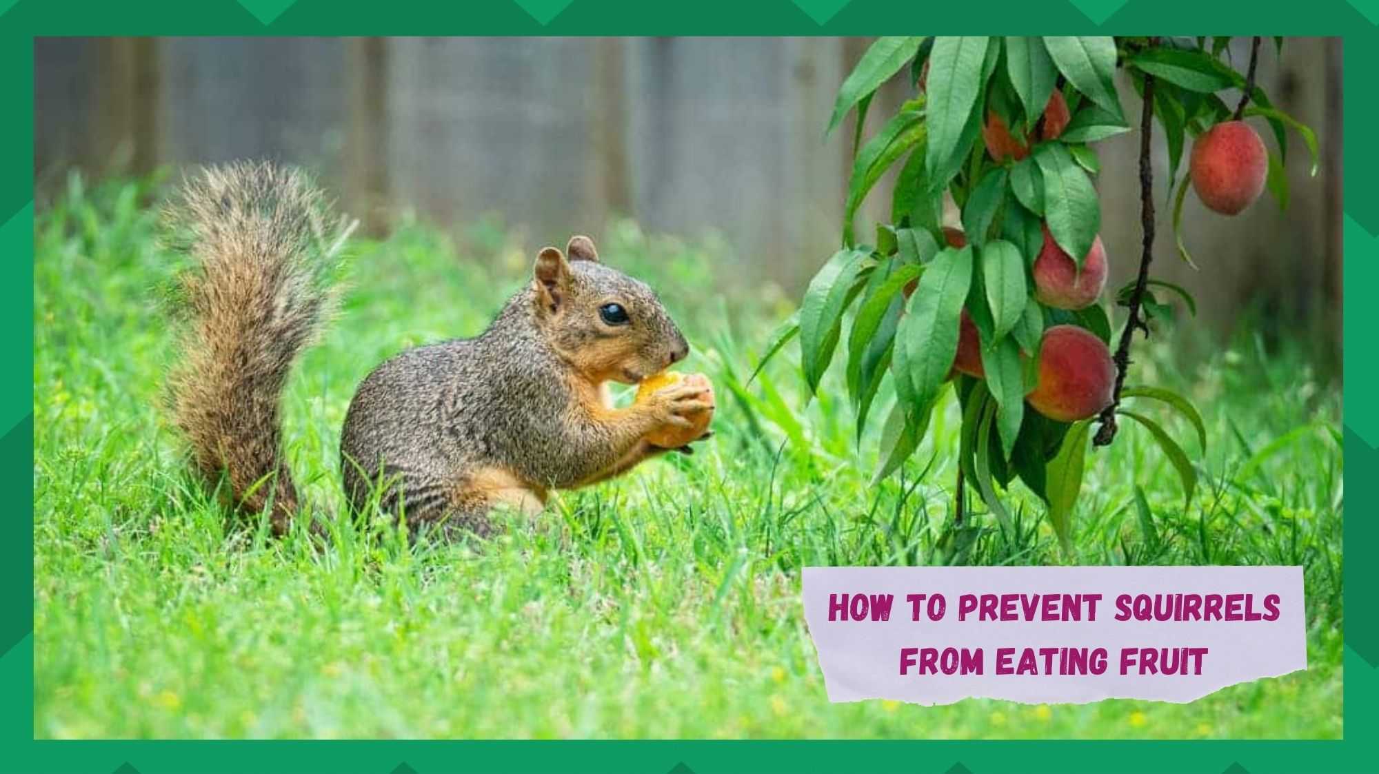 how to prevent squirrels from eating fruit